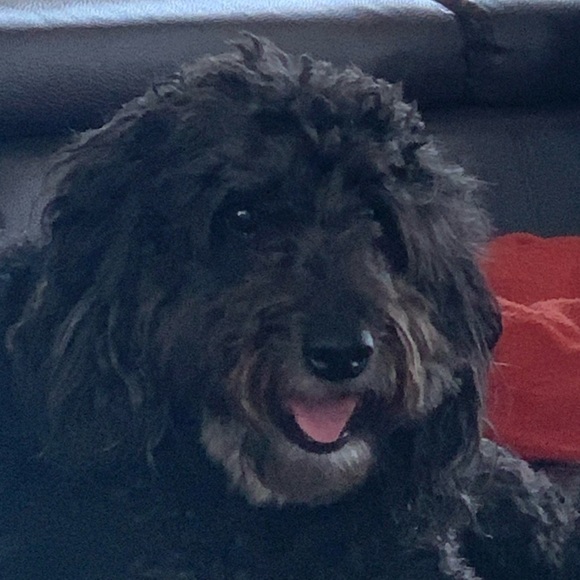 Meet your Posher, Richa - Picture 1 of 1